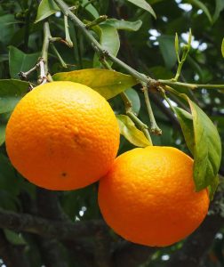 Vitamin C, E, selenium